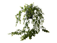 Konstväxt Eucalyptus 60 cm